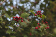  Autumn background with red berries of viburnum on a blurred background 