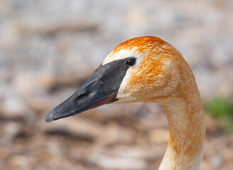 Wall Mural - Trumpeter swan portrait