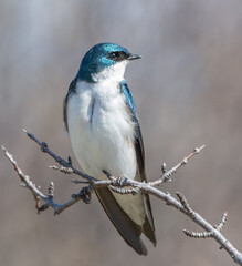 Wall Mural - Tree swallow on branches