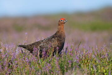 Wall Mural - Red Grouse (Lagopus lagopus scotica) in the flowering heather moorland of the Yorkshire Dales