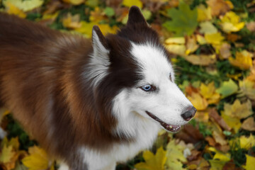 Wall Mural - Cute Husky dog in autumn park, closeup