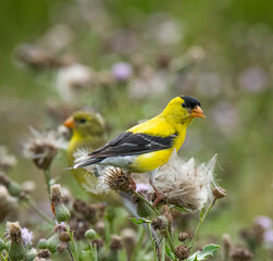 Wall Mural - American goldfinch on cattails