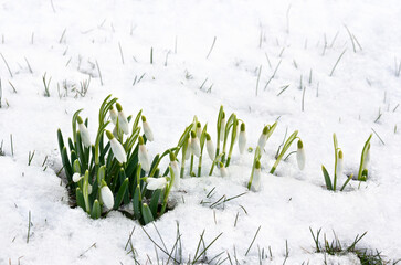 Spring white snowdrops ( Galanthus nivalis ) in snow in the forest with space for text