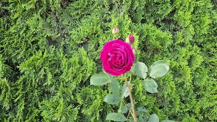 Wall Mural - flower of beautiful bright crimson rose against the background of green thuja