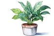 Watercolor house plant potted clip art. Indoor house plant isolated on white background