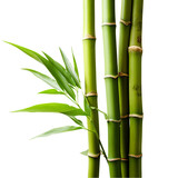 Fototapeta Dziecięca - A close-up of a vibrant green bamboo plant against a clean white background
