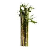 Fototapeta Sypialnia - A tall bamboo plant sitting on top of a table