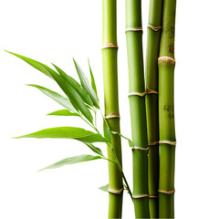  A close-up of a vibrant green bamboo plant against a clean white background
