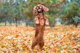 Fototapeta  - red dog of the American Cocker spaniel breed jumping in the afternoon on a walk in the park in autumn standing on its hind legs