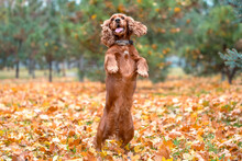 Red Dog Of The American Cocker Spaniel Breed Jumping In The Afternoon On A Walk In The Park In Autumn Standing On Its Hind Legs