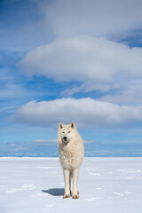 Sticker - polar wolf against the background of beautiful clouds