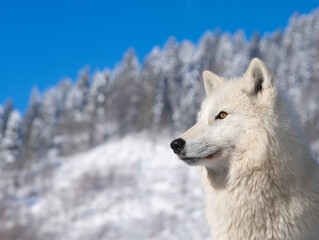 Wall Mural - polar wolf against a background of blue sky and snowy forest