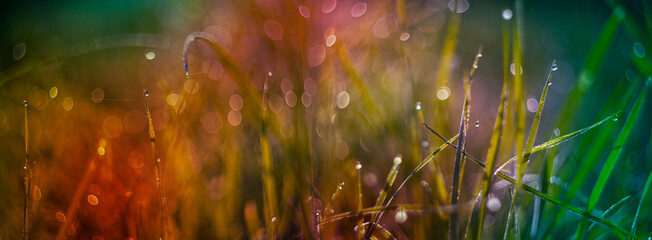 Poster - grass with dew drops in the morning - soft fokus and nice bokeh