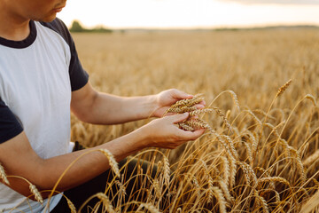 Wall Mural - Wheat field background. The male hands of a farmer touch ears of wheat in a field at sunset, check the quality of the crop and its growth. Rich harvest concept. Agriculture.