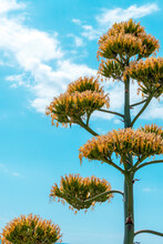 Flowering Agave Plant Against Blue Sky With White Clouds