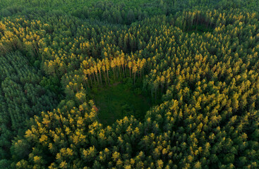 Wall Mural - Forest, aerial view. Forest destruction, felling of trees. Illegal logging. Spruse Forest Landowners Tree Planting, drone view. Forests illegal disappearing. Deforestation, tree planted, cut down.