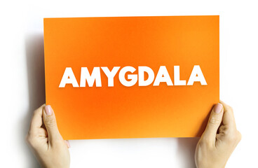 Wall Mural - Amygdala is the integrative center for emotions, emotional behavior, and motivation, text concept on card