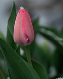 Fototapeta Tulipany - Tulpe mit Schneekrone