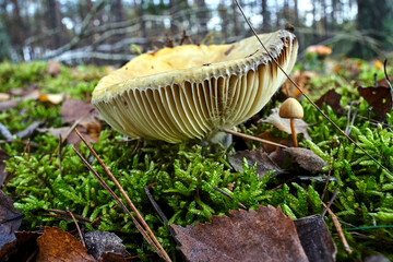 Wall Mural - details of lamellar, inedible fungus among moss and fallen leaves in a forest during autumn