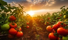 Tomatoes Growing On The Field At Sunset. Beautiful Summer Landscape