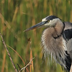 Wall Mural - Great Blue heron Regal Pose Paynes Paririe Micanopy Gainesville Florida State Parks