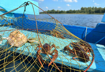 Wall Mural - Crayfish in fisherman's traps on lake. Catching crayfish, crabs, lobster. Caught crayfish on river while fishing. Illegal crayfish traps found as poachers caught. Fishing rights on river.
