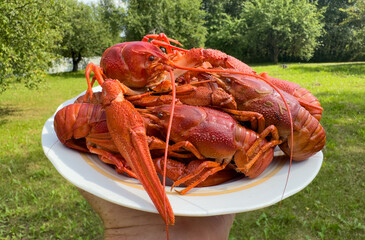 Wall Mural - Lobster on plate in hand in village garden. Crawfish Snack to beer. Crayfish Beer snack dish. Boiled crawfish, red clayfish eat. Fresh cooked Crawfishes.