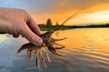 Crayfish In Fisherman's Hand On  Lake. Illegal Catching Crayfish And Illegal Crayfishing On River. Iillegal Fishing. Crawdads, Are Crustaceans That Live In Freshwater Environments Throughout World