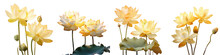 Png Set The Yellow Lotus Is A Relative Of The Asian Sacred Lotus And Is Found In North America Transparent Background