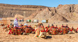 Nomad with flock of harnessed riding camels in the desert and modern road with trucks in the background, Al Ula, Saudi Arabia