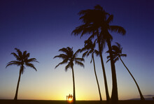Palm Trees At Sunset, Couple Sit On A Bench Watching.