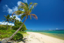 Palm Trees And A White Sand Beach Along The Coastline Of An Hawaiian Island; Pilaa Kauai Hawaii United States Of America