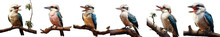 Png Set Clear Photograph Of A Laughing Kookaburra Transparent Background