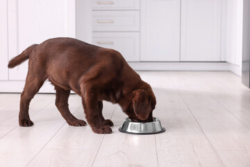 Sticker - Cute chocolate Labrador Retriever puppy feeding from metal bowl on floor indoors. Lovely pet