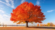 Beautiful Maple Tree With Orange And Red Leaves In Autumn On Nature In City Park On Background Blue Sky Generative AI