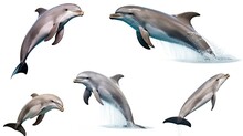 Set Of Bottlenose Dolphin On White Isolated Background Generative AI