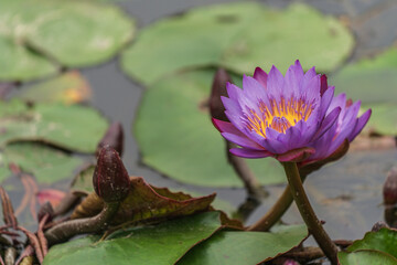 Wall Mural - Water lily (Nymphaea tetragona) opening