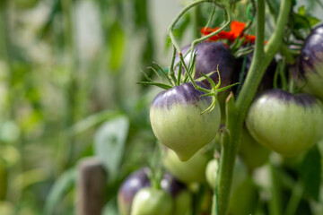 Poster - Red, ripe and green large tomatoes on a bush in a greenhouse. Tomatoes in a greenhouse. Plantation of tomatoes. Organic farming, growth of young tomato plants in a greenhouse.