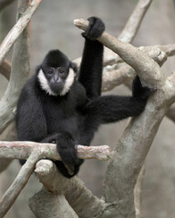 Sticker - White-cheeked gibbon (Nomascus leucogenys) sitting on tree branch