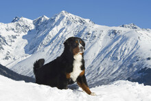 Bernese Mountain Dog Poses Amid The Chugach Mountains; Alaska, United States Of America