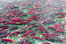 Group Of Sockeye Salmon In Shallow Water; Paxson, Alaska, United States Of America