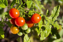 Close Up Of Ripe And Unripe Small Cherry Tomatoes On The Vine; Calgary, Alberta, Canada