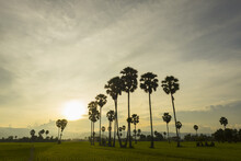 Countryside Around Kampot, With Rice Fields And Palm Trees On The Landscape, Kampot, Cambodia