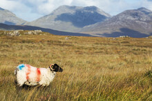 Single Marked Ram Sheep In Tall Grassy Field With Mountains In The Background; Clifden, County Galway, Ireland