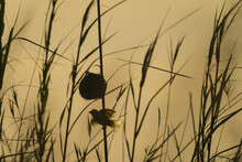 Silhouette Of Weaverbird Beside Nest In Reeds, Cape Maclear In The Evening, Lake Malawi; Malawi