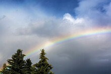 Rainbow In A Dark Cloudy Sky With Evergreen Trees; Calgary, Alberta, Canada