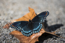 Red-Spotted Butterfly (Limenitis Arthemis) Soaks Up The Sunlight; Vian, Oklahoma, United States Of America