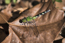 Eastern Pondhawk Dragonfly (Erythemis Simplicicollis) Casts A Shadow On A Leaf; Vian, Oklahoma, United States Of America