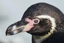 Humboldt Penguin (Spheniscus Humboldti); London, England