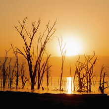 A Line Of Dead Trees In A Lake Silhouetted Against The Rising Sun, Low Hills Beneath An Orange Sky In The Background; Nakuru, Kenya
